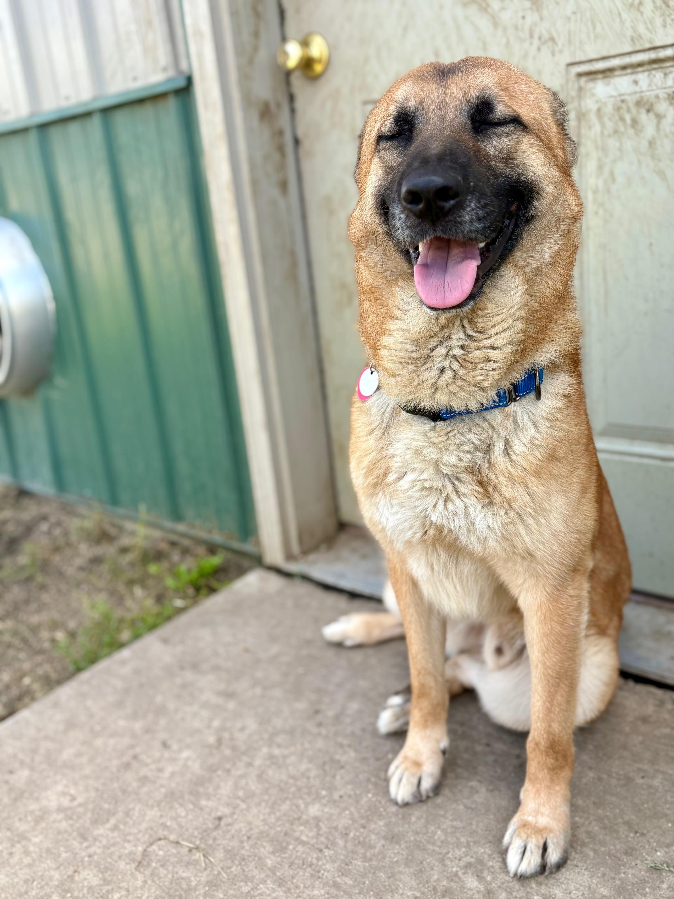 Duke, an adoptable German Shepherd Dog, Labrador Retriever in Brookings, SD, 57006 | Photo Image 2