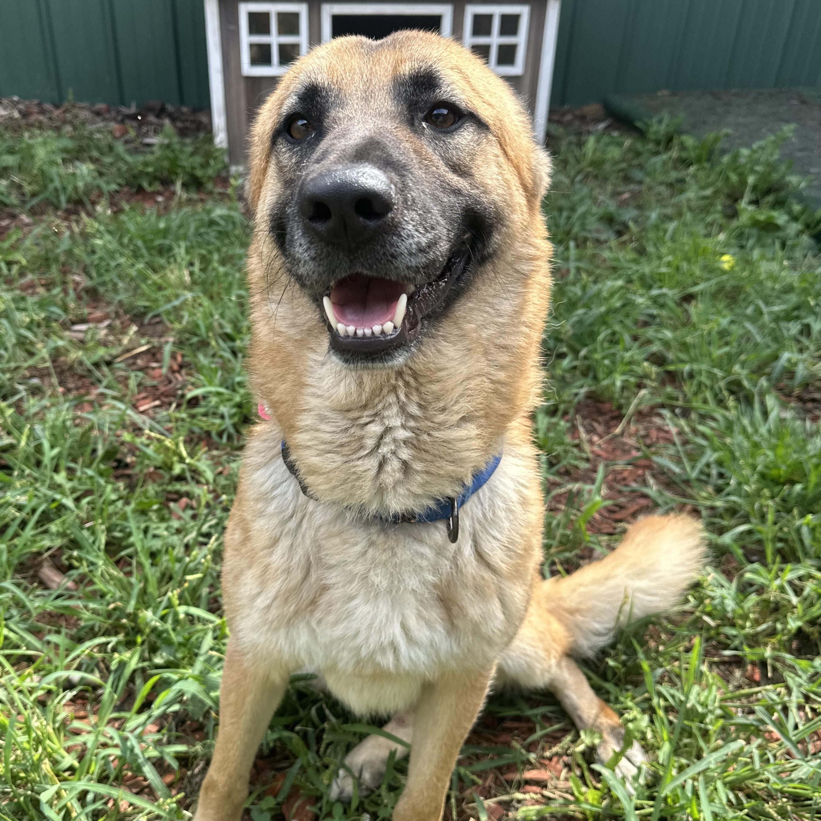 Duke, an adoptable German Shepherd Dog, Labrador Retriever in Brookings, SD, 57006 | Photo Image 3