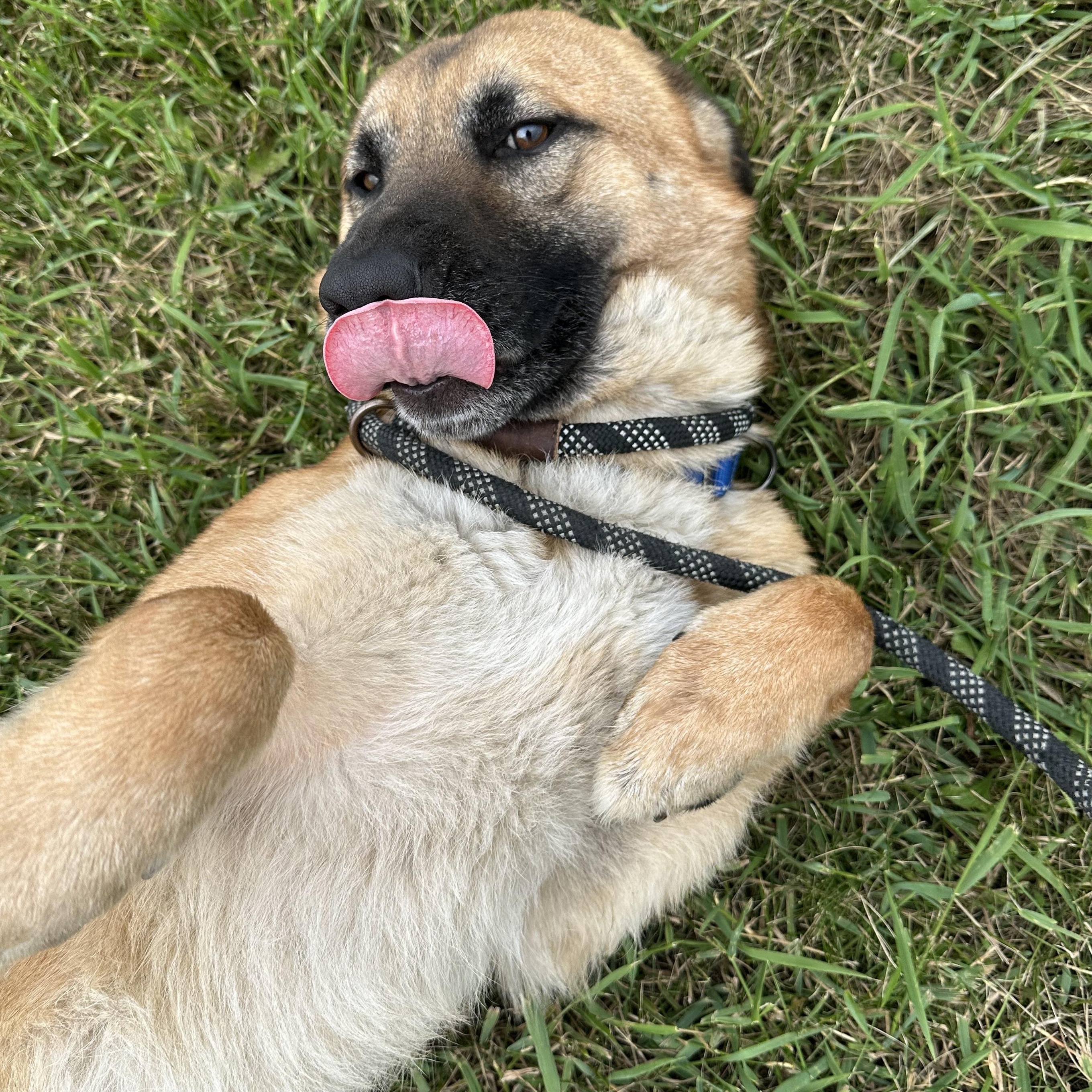 Duke, an adoptable German Shepherd Dog, Labrador Retriever in Brookings, SD, 57006 | Photo Image 1