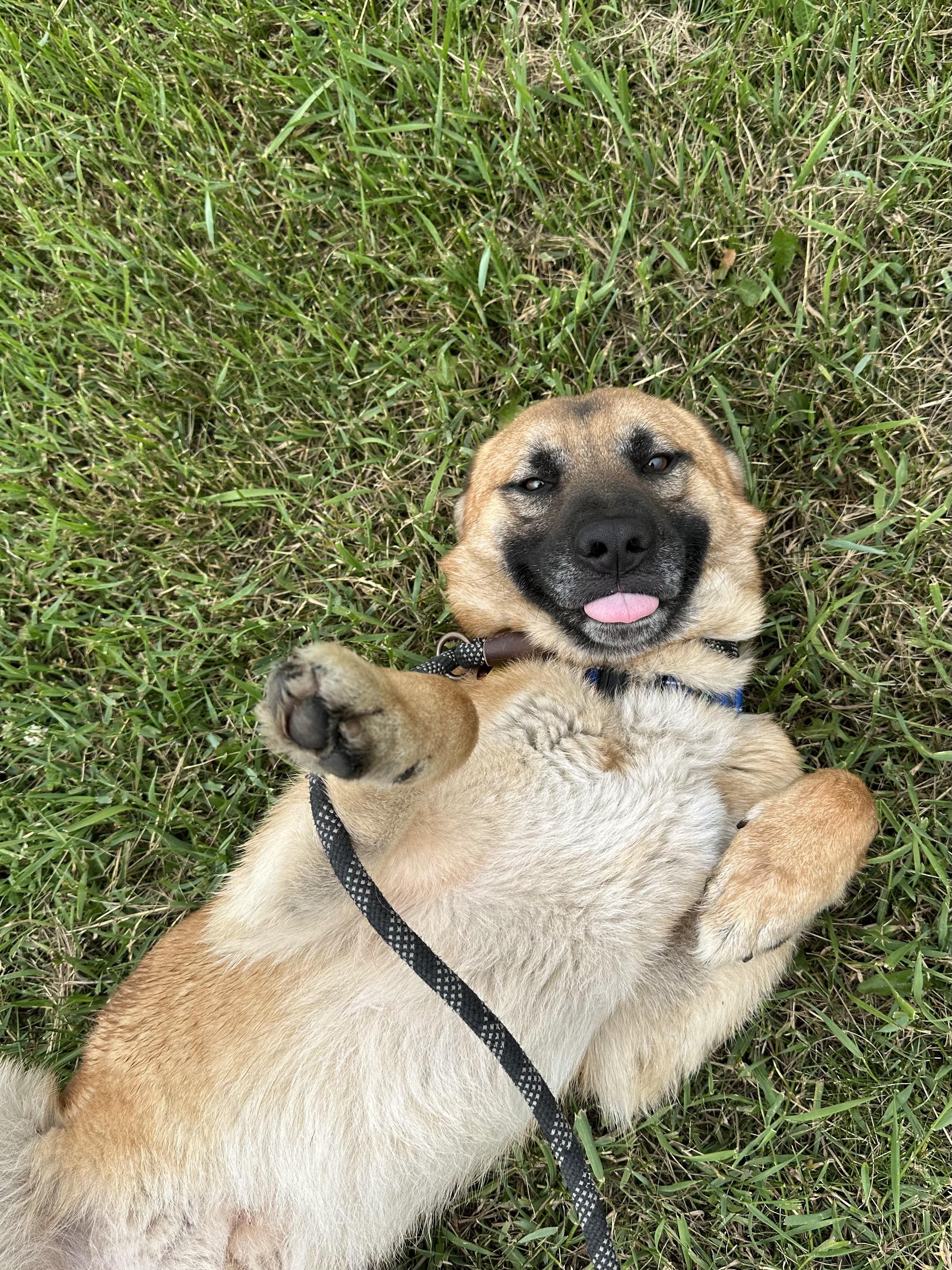 Duke, an adoptable German Shepherd Dog, Labrador Retriever in Brookings, SD, 57006 | Photo Image 1