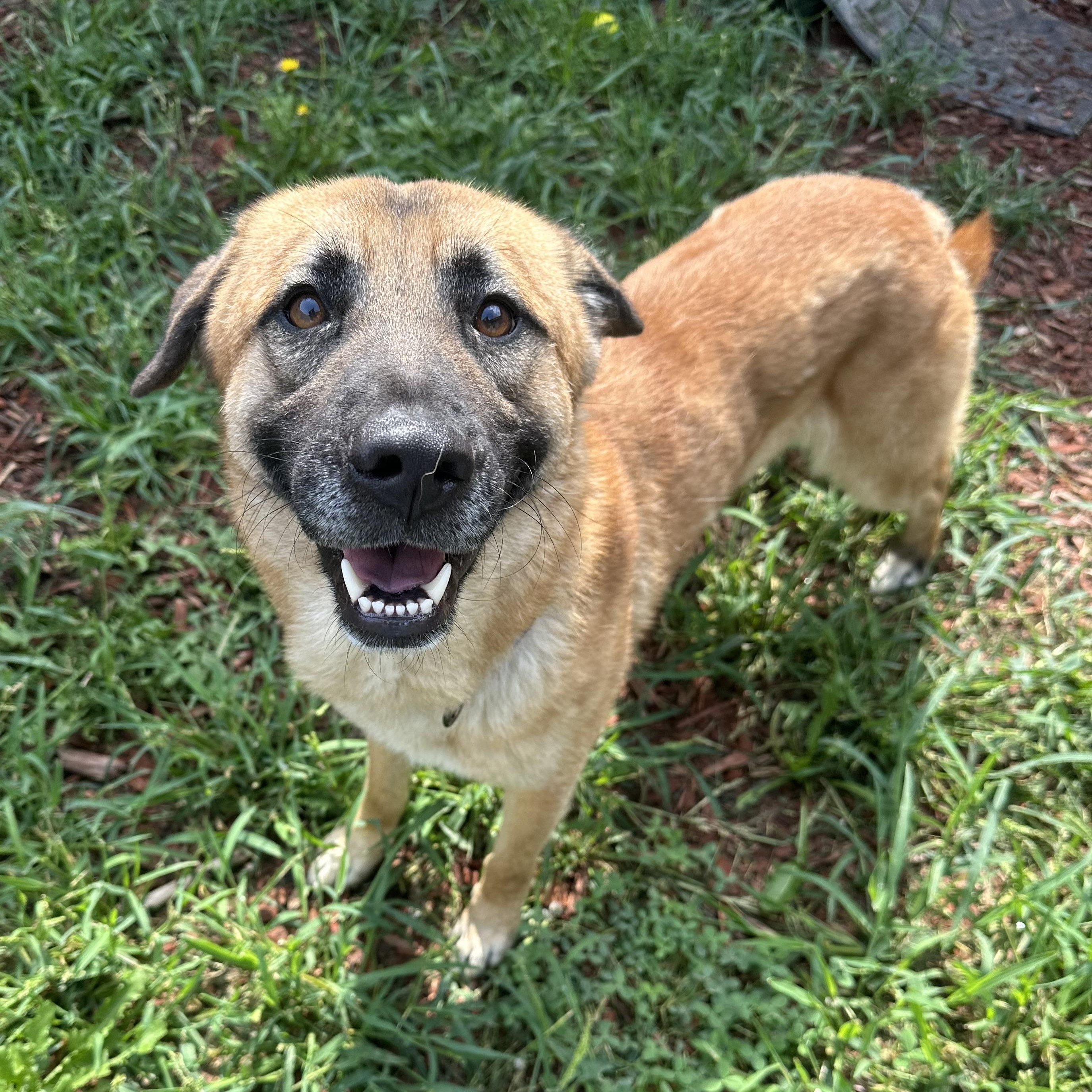 Duke, an adoptable German Shepherd Dog, Labrador Retriever in Brookings, SD, 57006 | Photo Image 1