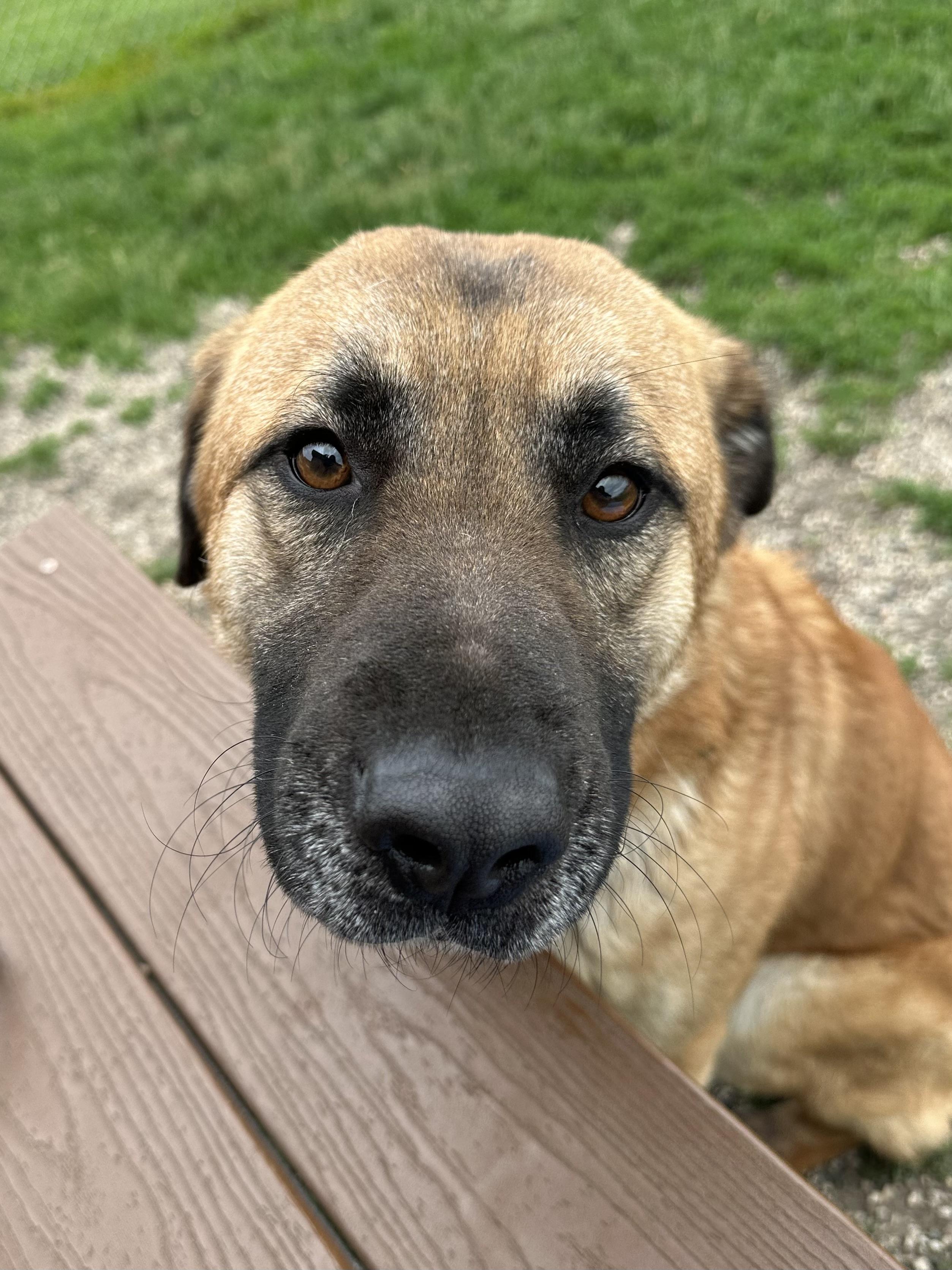 Duke, an adoptable German Shepherd Dog, Labrador Retriever in Brookings, SD, 57006 | Photo Image 2