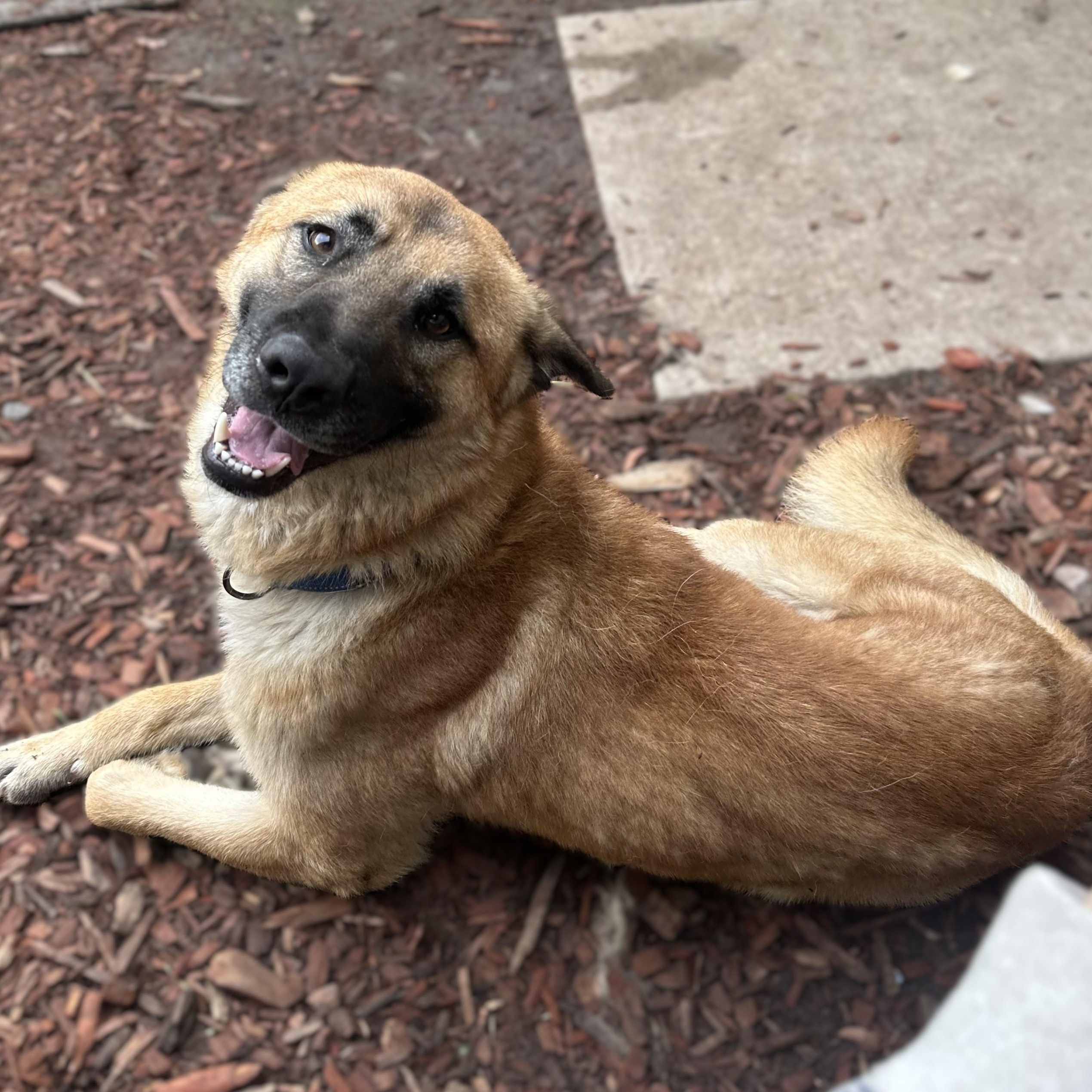 Duke, an adoptable German Shepherd Dog, Labrador Retriever in Brookings, SD, 57006 | Photo Image 2
