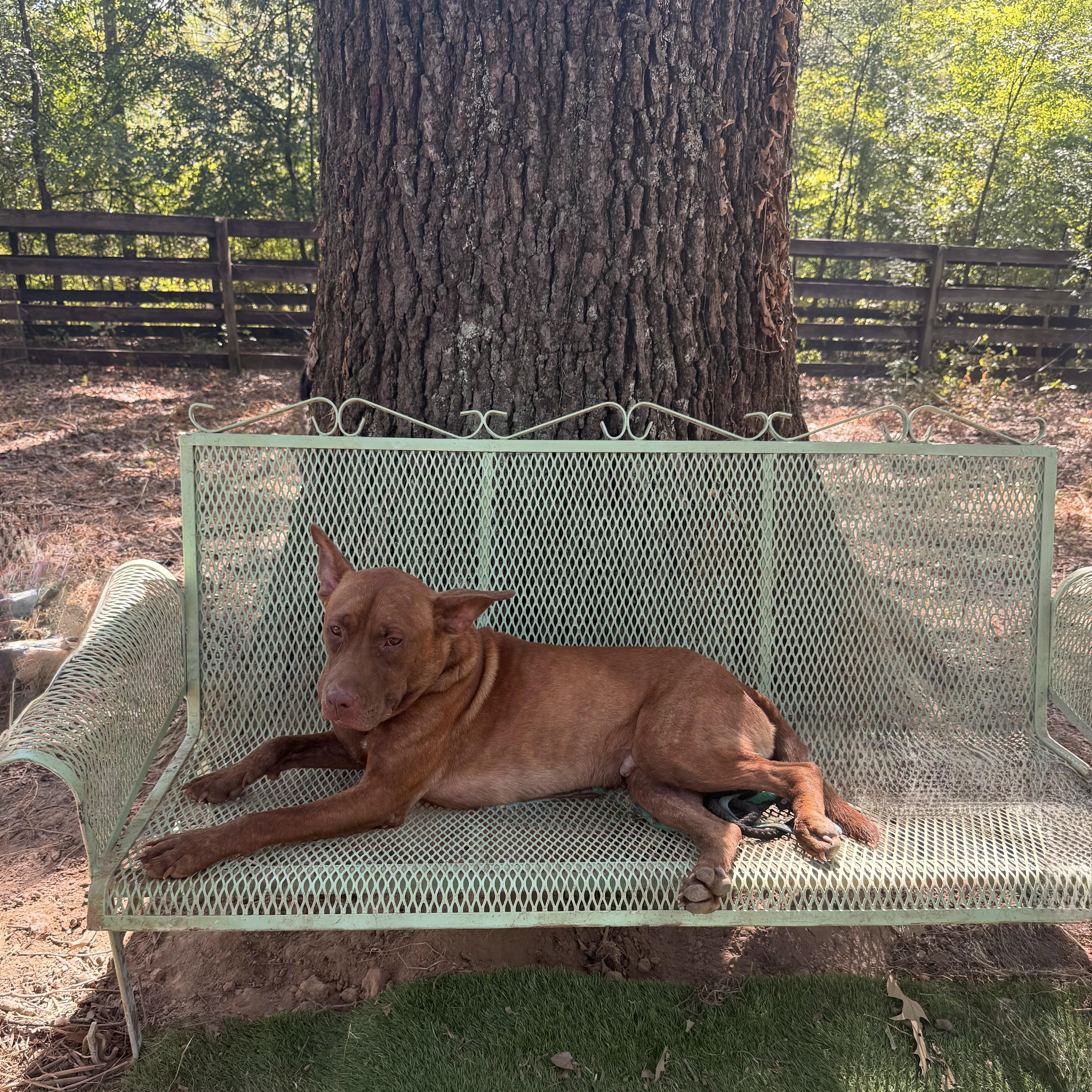 Truman - so gentle, Adoptable, Adult Male Australian Kelpie & Pit Bull Terrier.