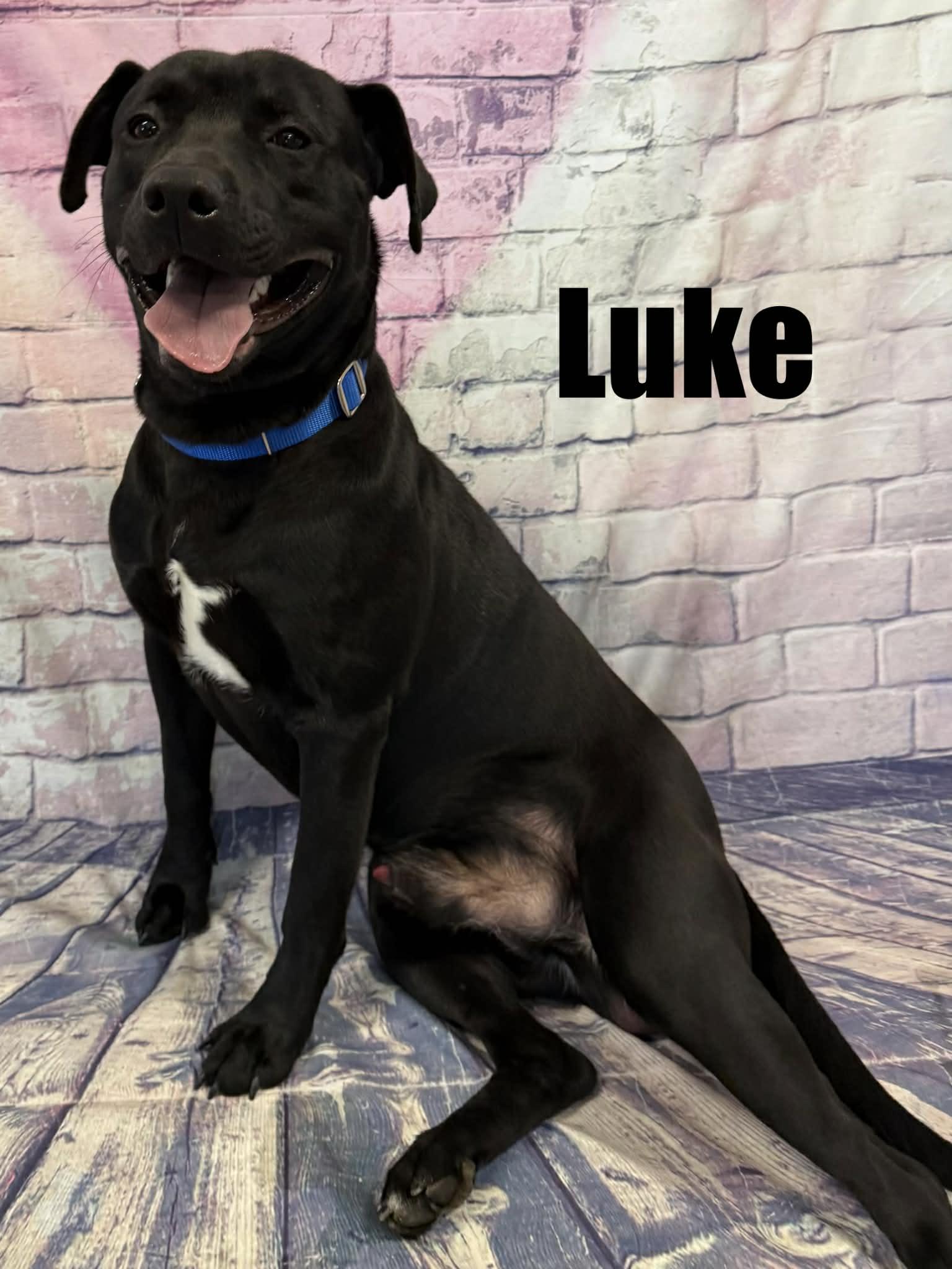 Enlarge Luke, a ADOPTABLE mixed breed in Quincy, MI image 2/2