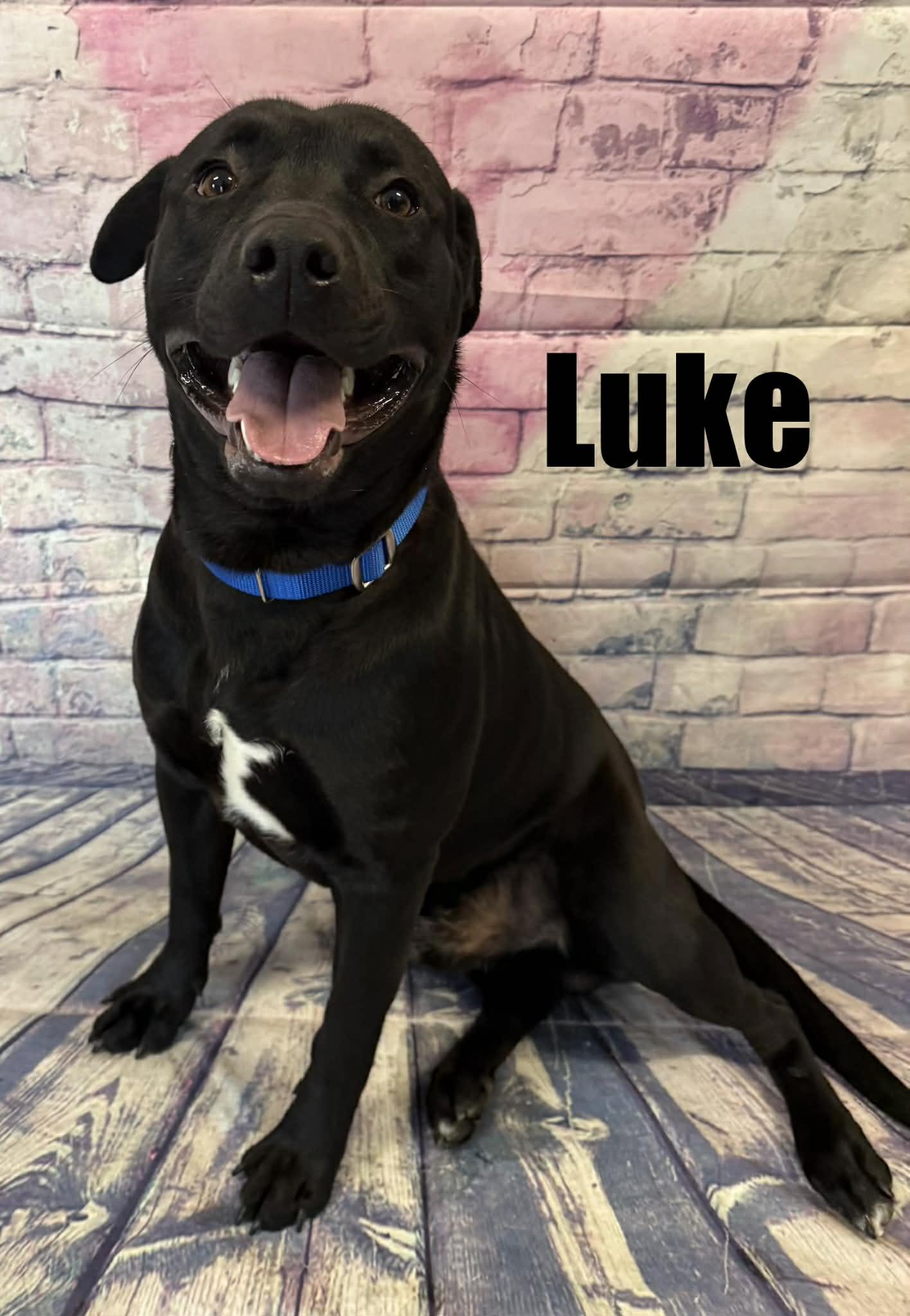 Enlarge Luke, a ADOPTABLE mixed breed in Quincy, MI image 1/2
