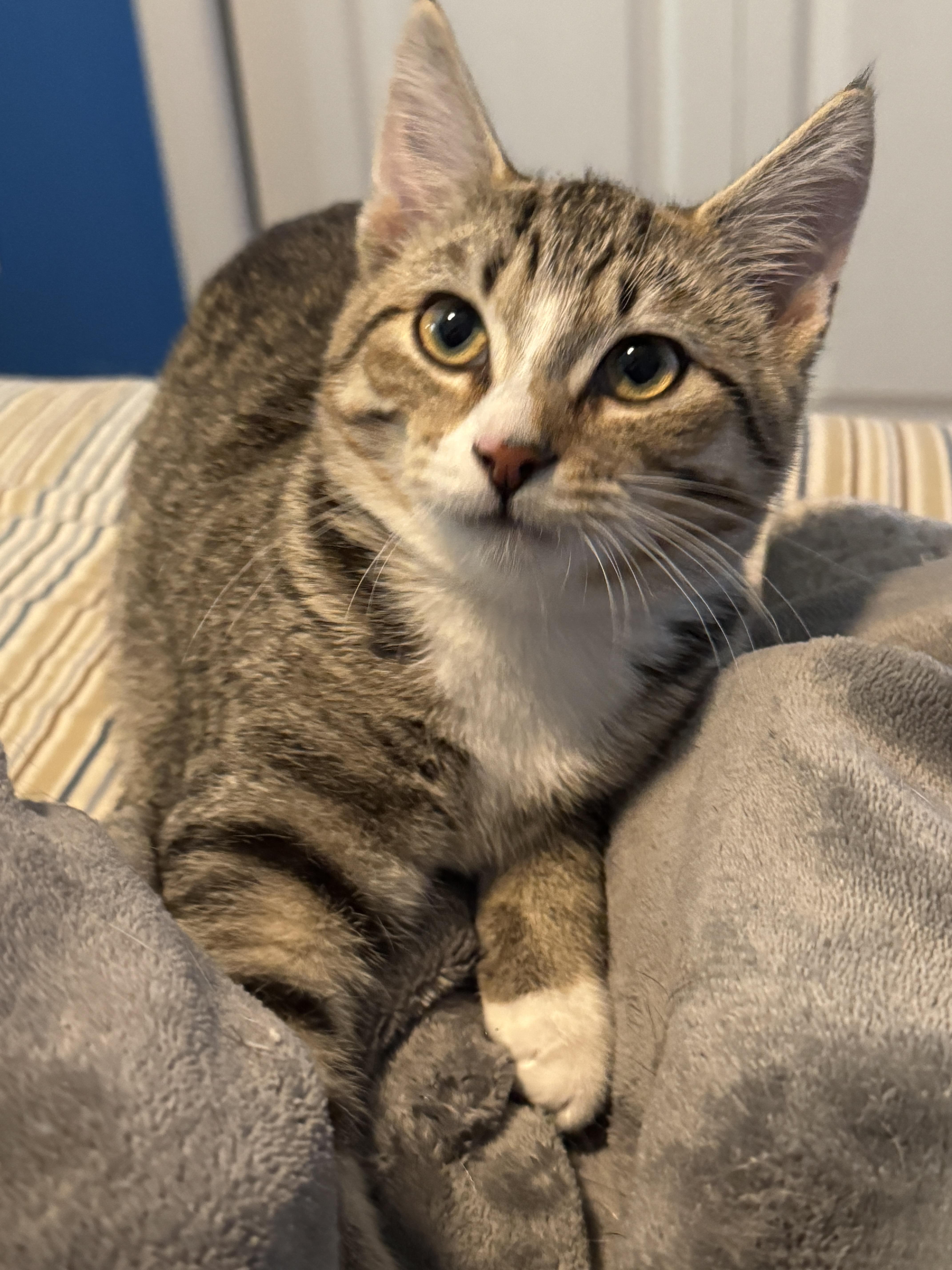 Enlarge Rosemary, a Adoptable American Shorthair in Bennington, VT image 1/1