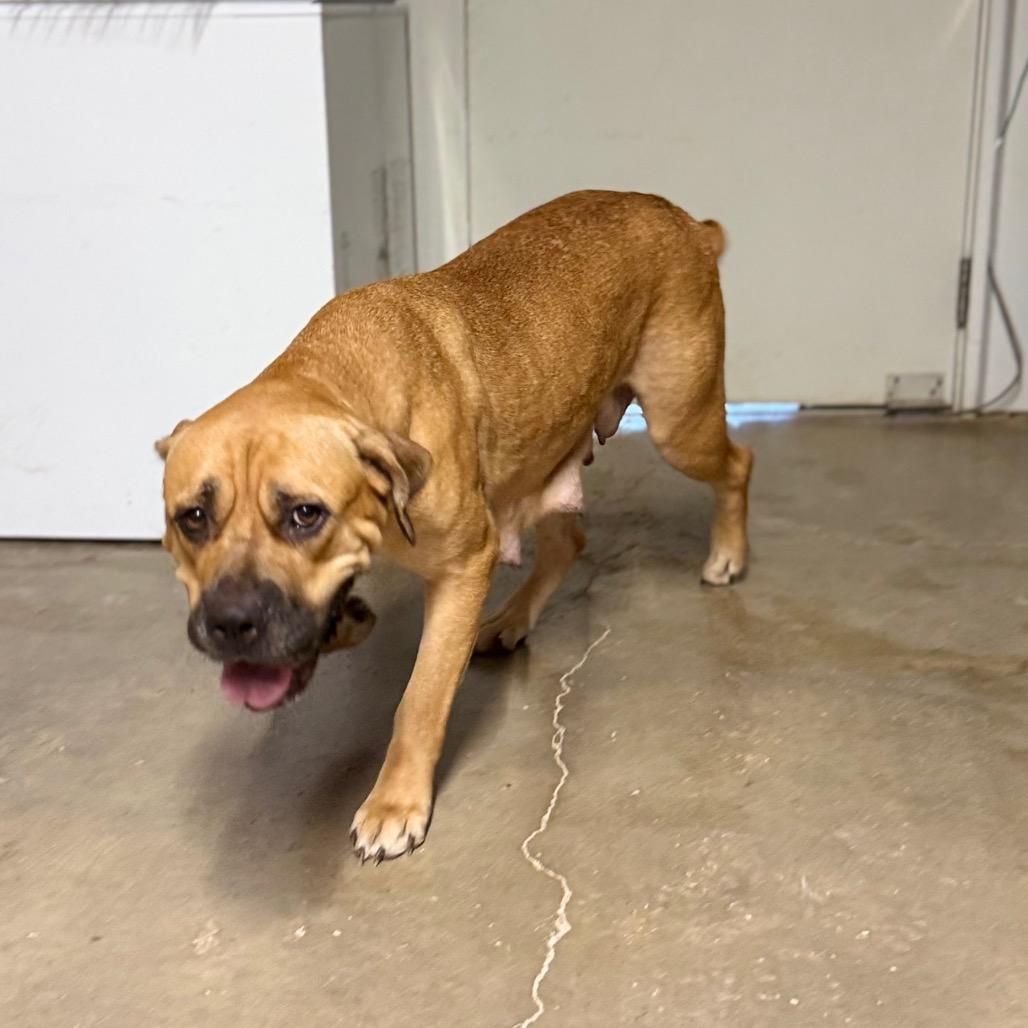 Harley, Adoptable, Adult Female Mixed Breed.