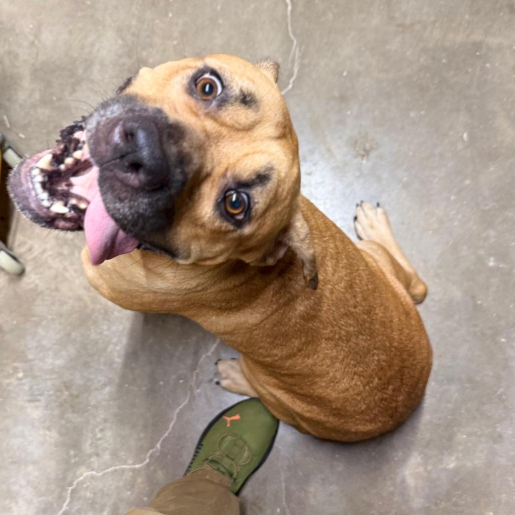 Harley, a Adoptable Mixed Breed in Pauls Valley, OK image 2/6