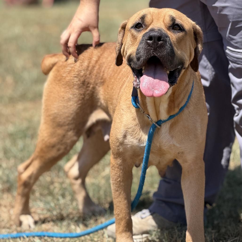 Harley, a Adoptable Mixed Breed in Pauls Valley, OK image 3/6