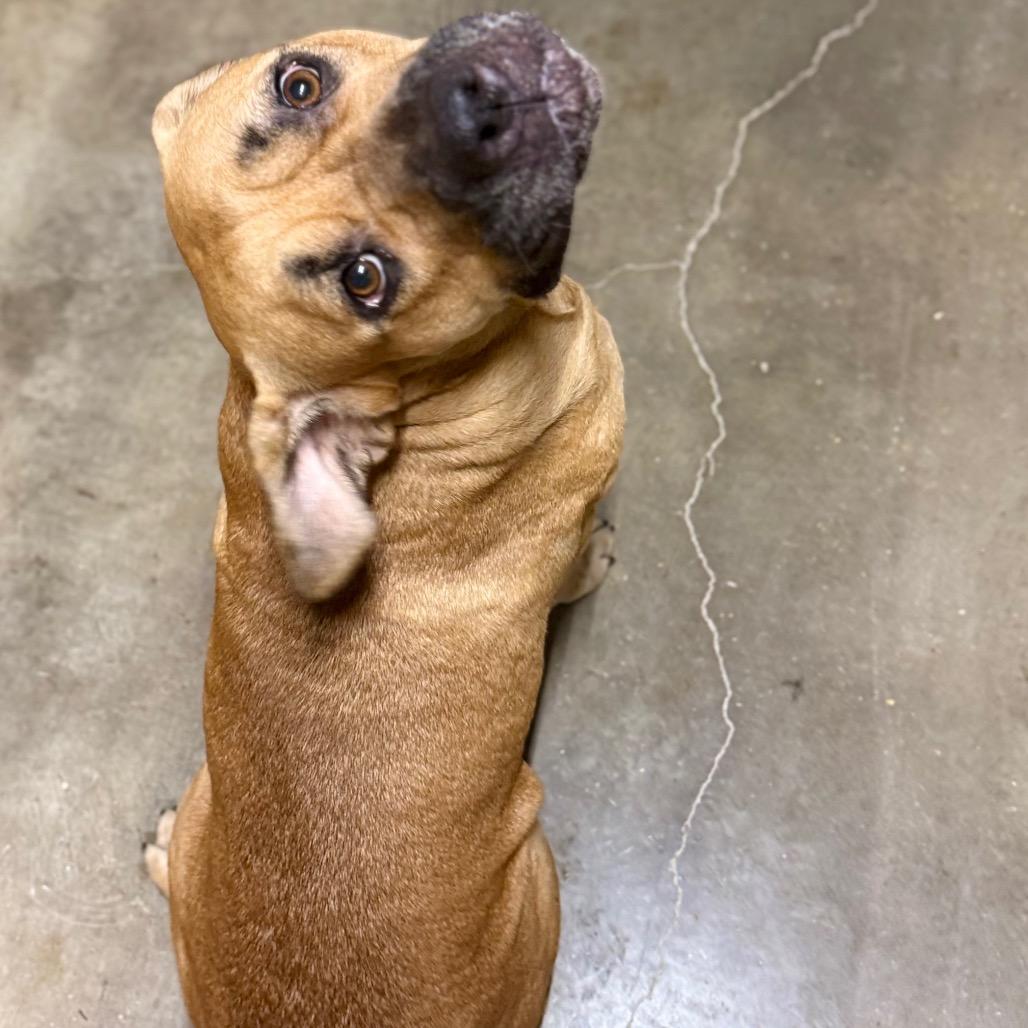 Harley, a Adoptable Mixed Breed in Pauls Valley, OK image 4/6