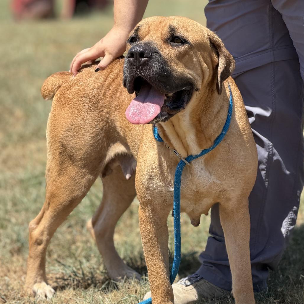 Harley, a Adoptable Mixed Breed in Pauls Valley, OK image 5/6