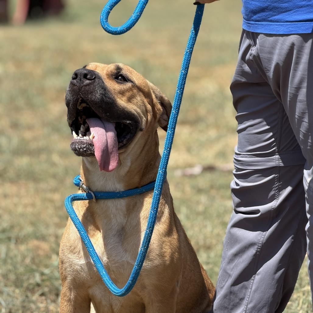Harley, a Adoptable Mixed Breed in Pauls Valley, OK image 6/6