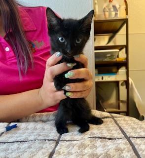 Ron, a Adoptable Domestic Short Hair in Winter Haven, FL image 5/5