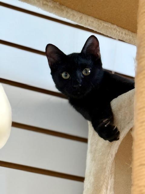 Ron, a Adoptable Domestic Short Hair in Winter Haven, FL image 4/5