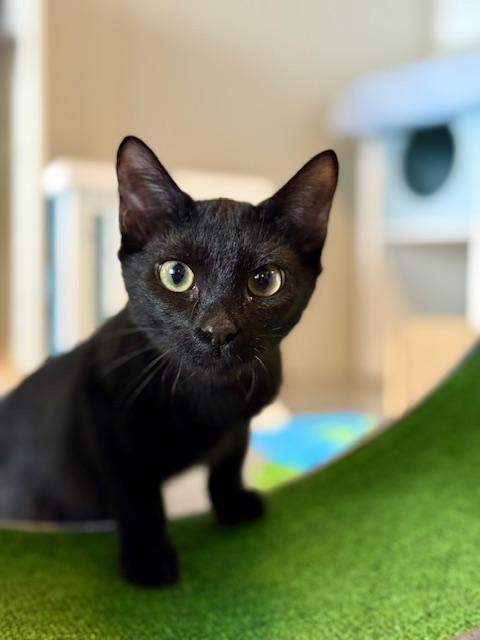 Ron, a Adoptable Domestic Short Hair in Winter Haven, FL image 2/5