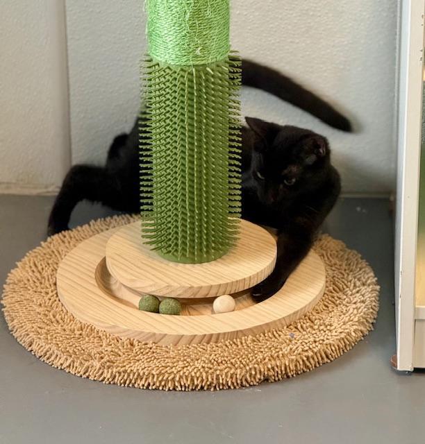 Ron, a Adoptable Domestic Short Hair in Winter Haven, FL image 3/5