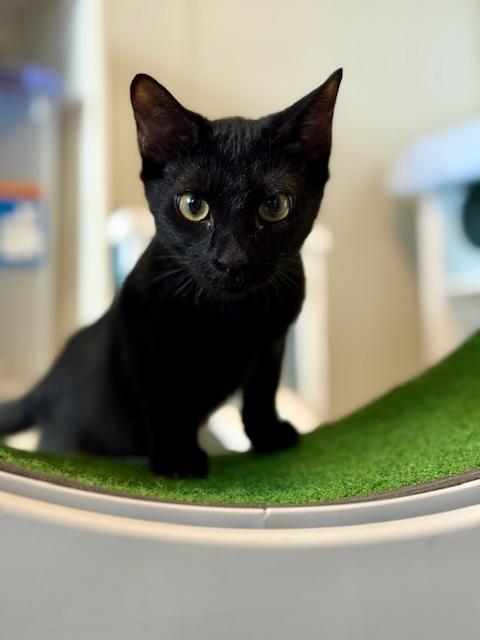 Ron, Adoptable, Kitten Male Domestic Short Hair.