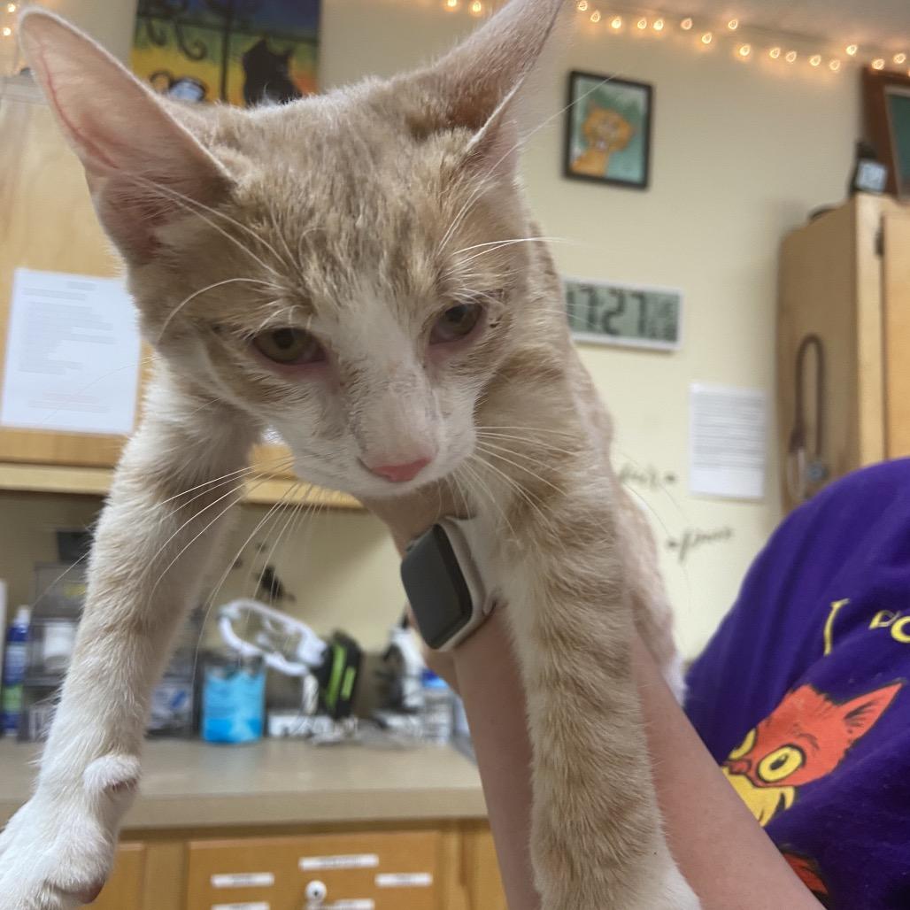 Ares, Adoptable, Kitten Male Domestic Short Hair.