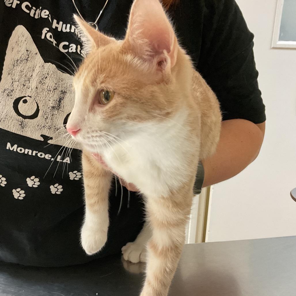Ares, a Adoptable Domestic Short Hair in Monroe, LA image 2/3