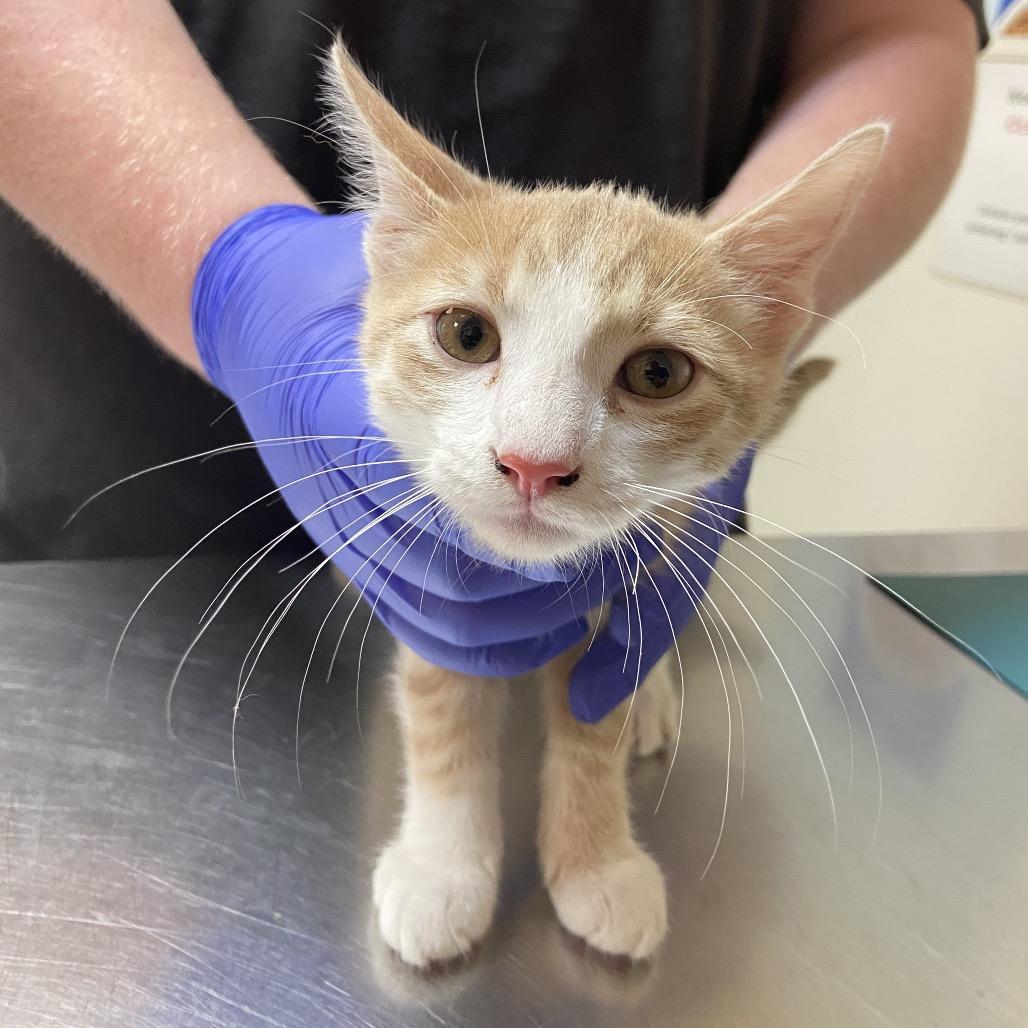 Ares, a Adoptable Domestic Short Hair in Monroe, LA image 3/3