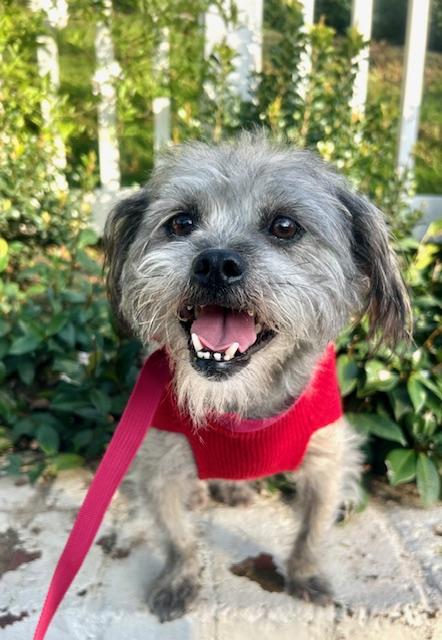 Enlarge Clifford aka Brutus, a Adoptable mixed breed in Los Angeles, CA image 3/5
