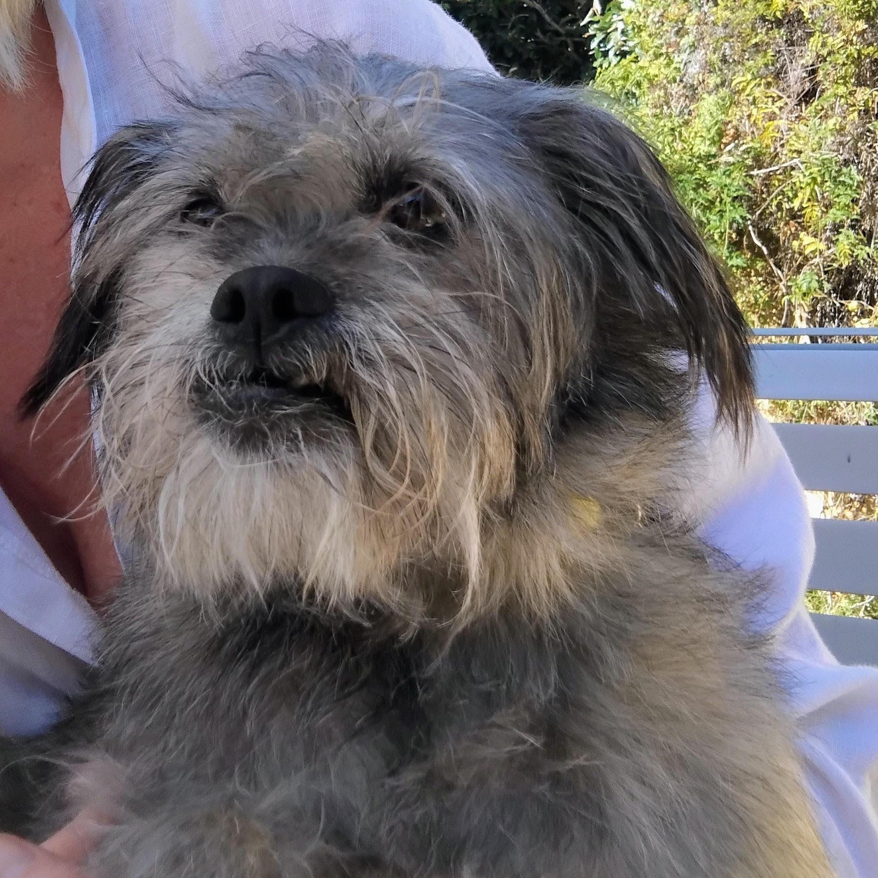 Enlarge Clifford aka Brutus, a Adoptable mixed breed in Los Angeles, CA image 4/5