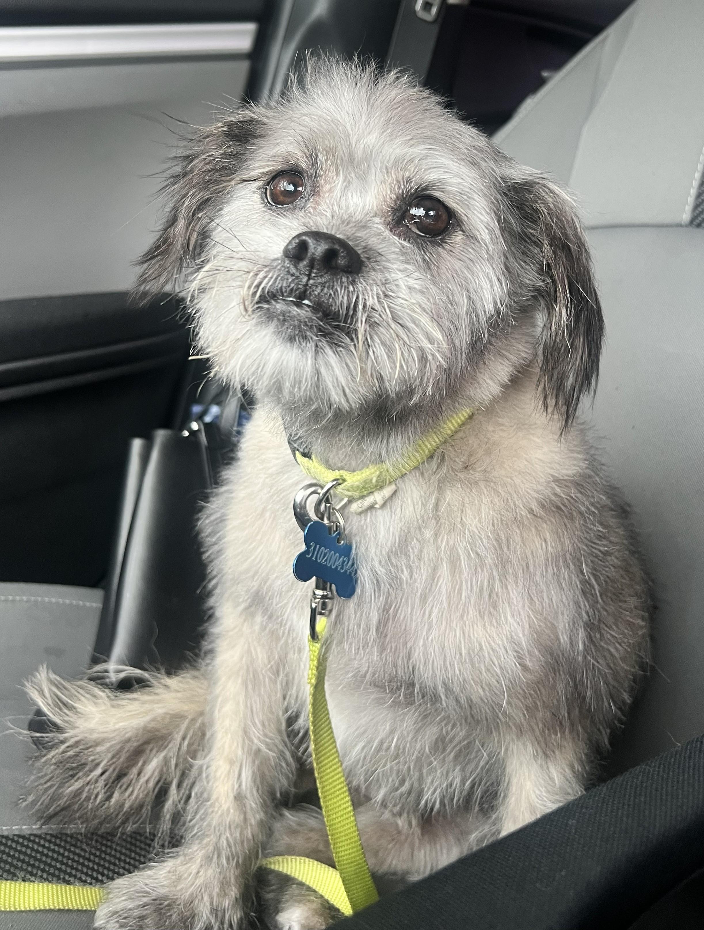 Clifford aka Brutus, Adoptable, Adult Male Brussels Griffon.