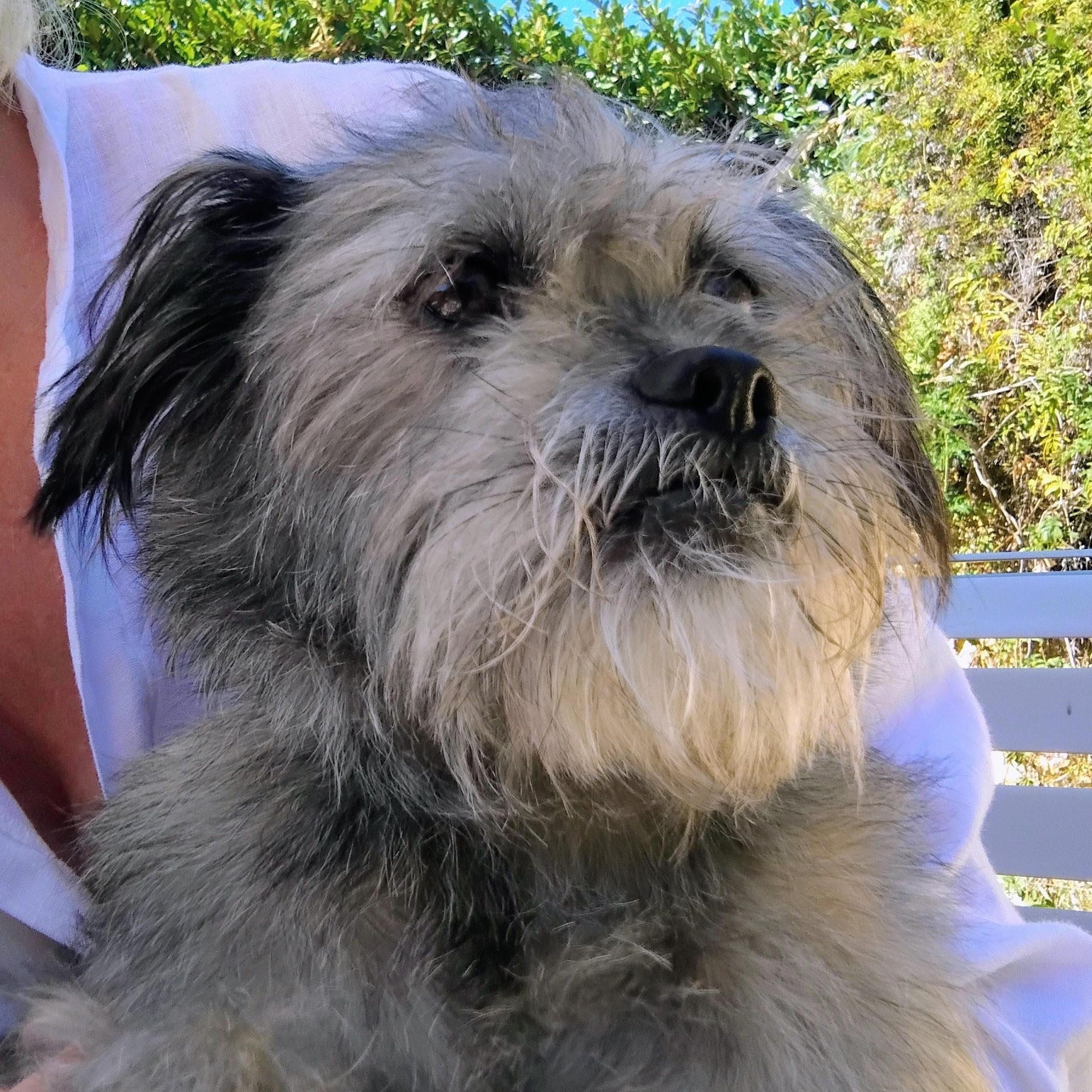 Enlarge Clifford aka Brutus, a Adoptable mixed breed in Los Angeles, CA image 3/5