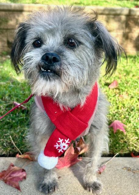 Enlarge Clifford aka Brutus, a Adoptable mixed breed in Los Angeles, CA image 5/5