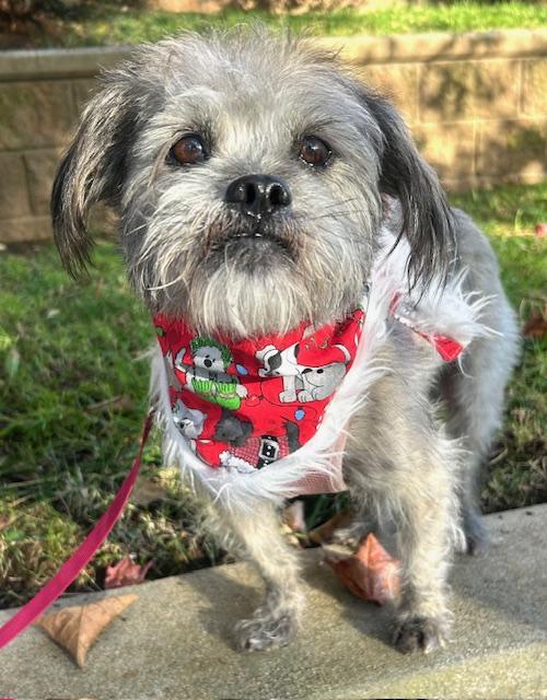 Enlarge Clifford aka Brutus, a Adoptable mixed breed in Los Angeles, CA image 2/5