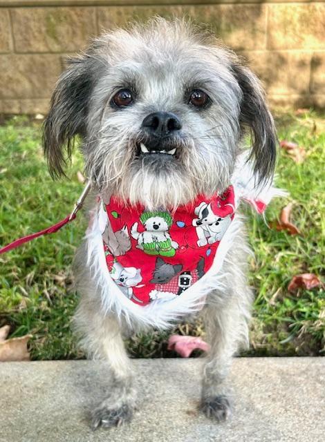 Clifford aka Brutus, Adoptable, Adult Male Brussels Griffon.