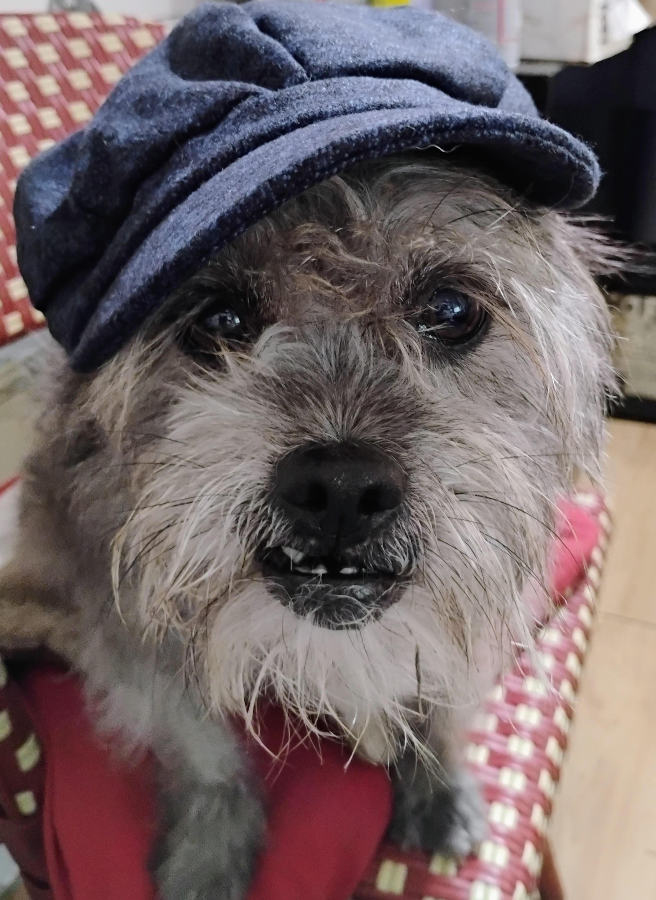 Enlarge Clifford aka Brutus, a Adoptable mixed breed in Los Angeles, CA image 2/5