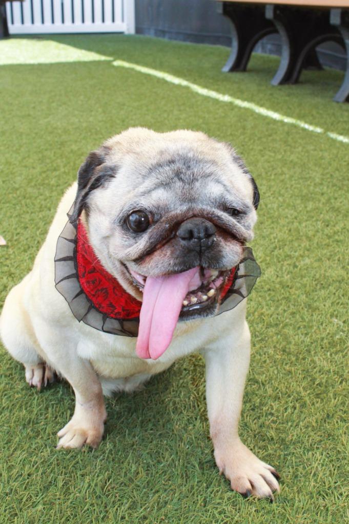 Crumbella, Adoptable, Senior Female Pug.