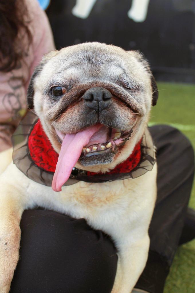 Enlarge Crumbella, a Adoptable Pug in Gardena, CA image 2/6