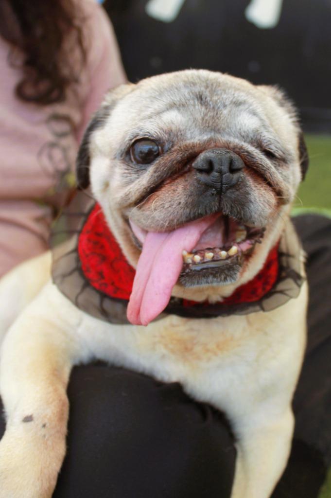 Enlarge Crumbella, a Adoptable Pug in Gardena, CA image 3/6