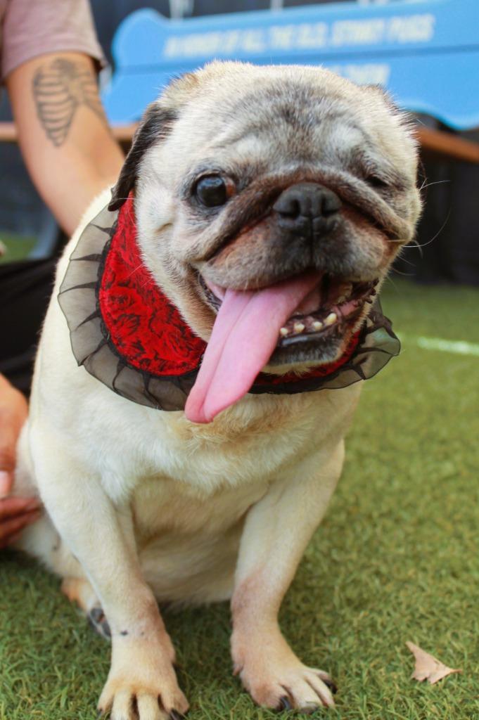 Enlarge Crumbella, a Adoptable Pug in Gardena, CA image 4/6