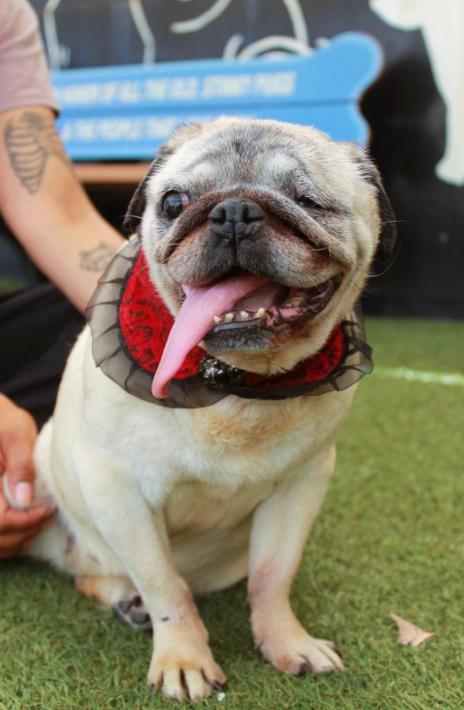 Enlarge Crumbella, a Adoptable Pug in Gardena, CA image 5/6