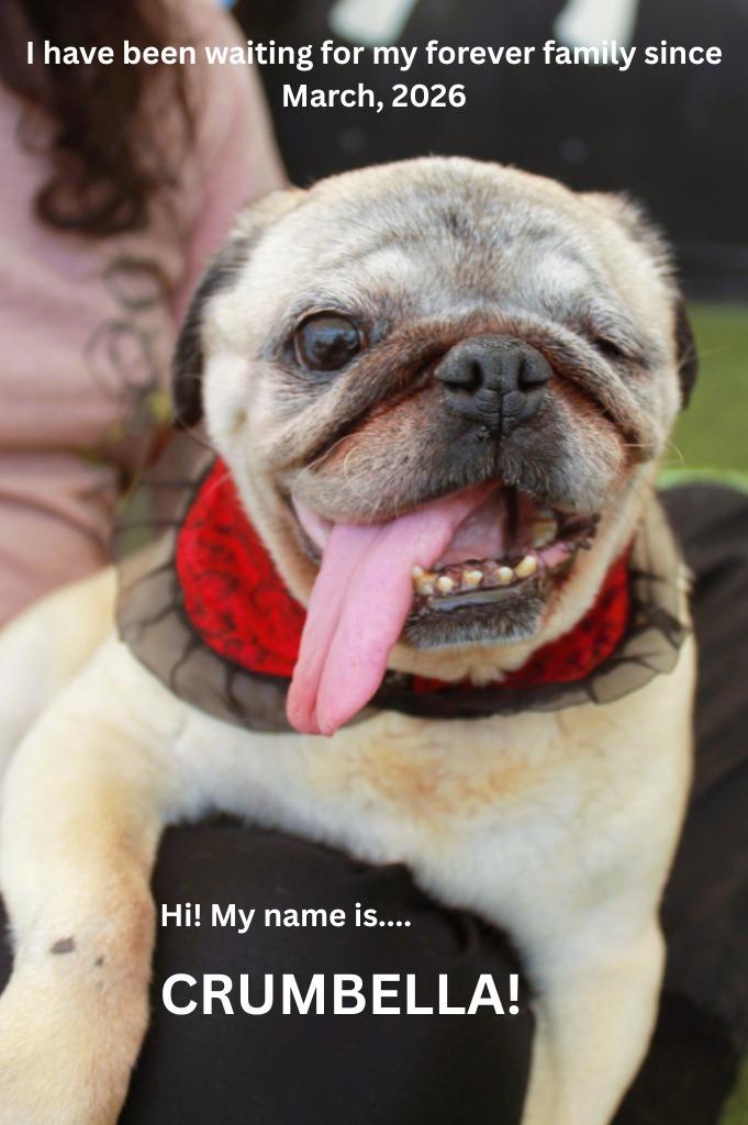 Enlarge Crumbella, a Adoptable Pug in Gardena, CA image 6/6