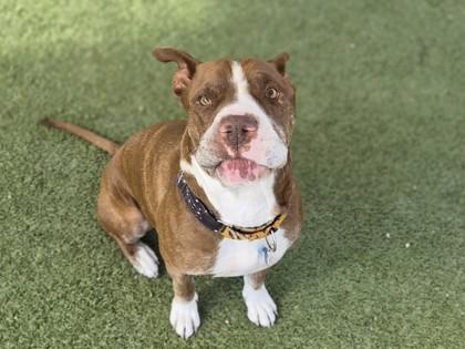 Mo, Adoptable, Senior Male American Staffordshire Terrier & Mixed Breed.