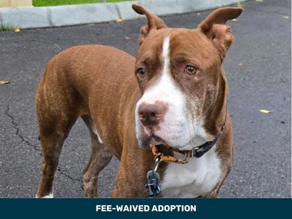 Enlarge Mo, a Adoptable mixed breed in Phoenix, AZ image 3/3