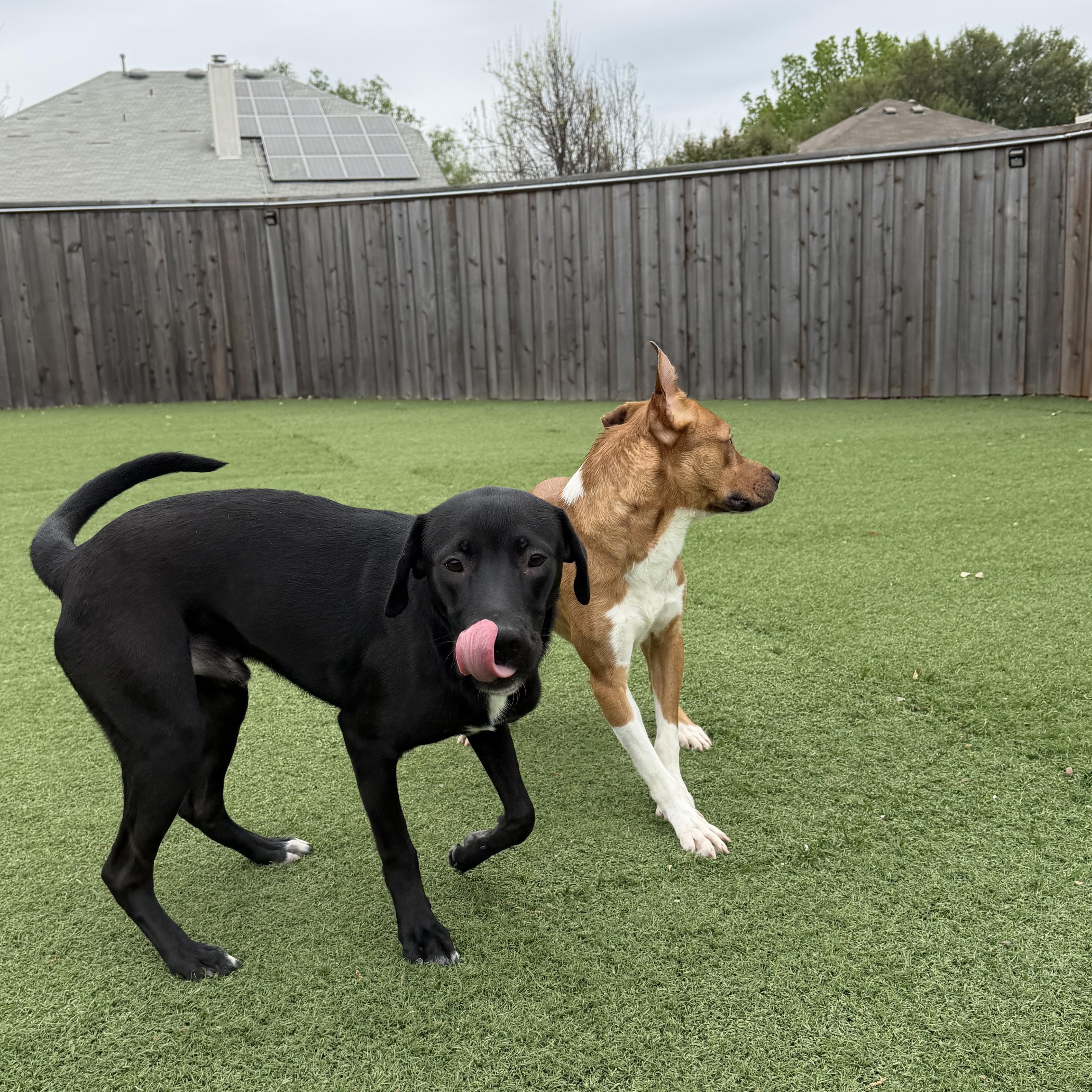 Mercury, a Adoptable mixed breed in Carrollton, TX image 5/6