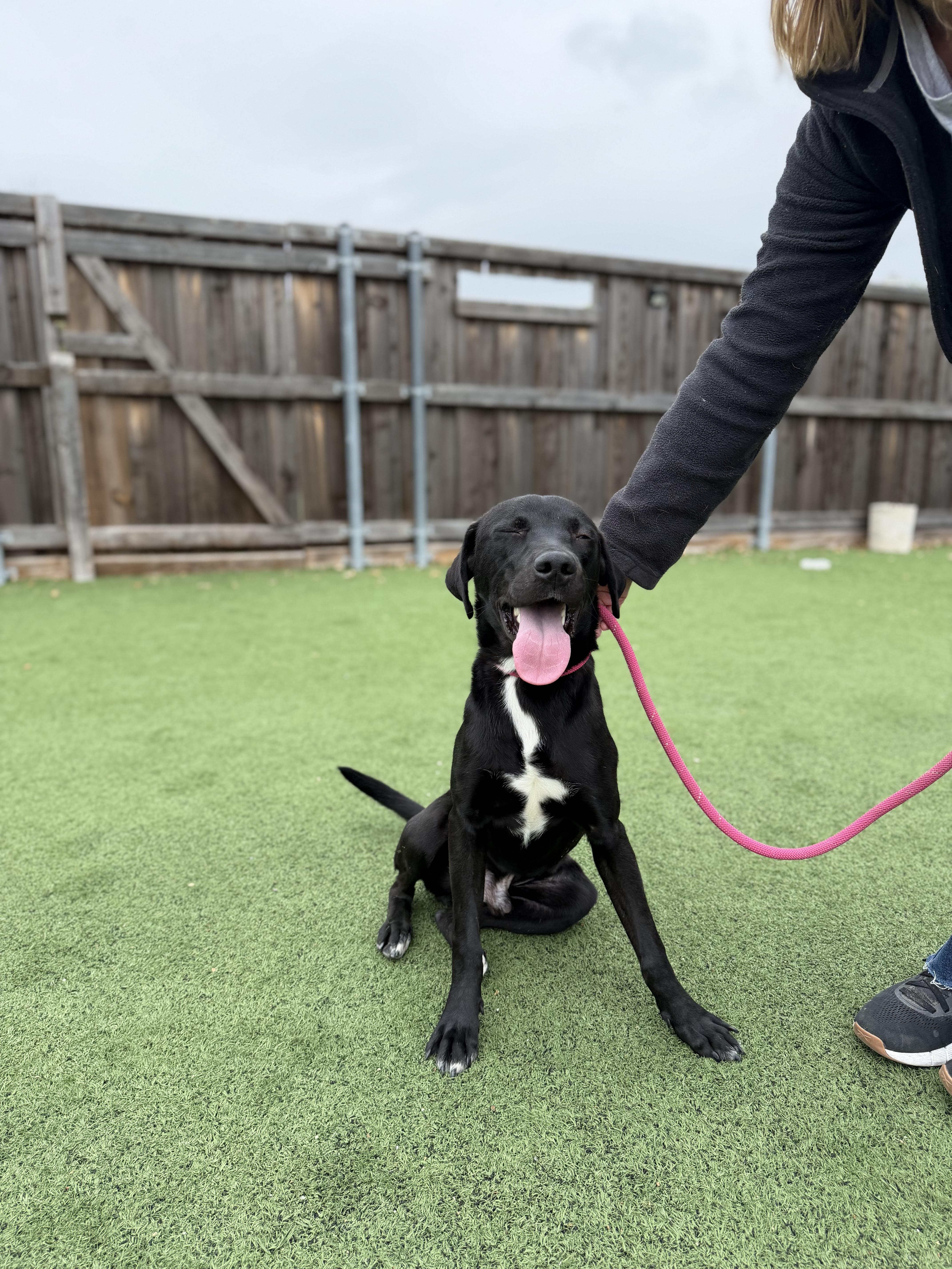 Mercury, a Adoptable mixed breed in Carrollton, TX image 2/6