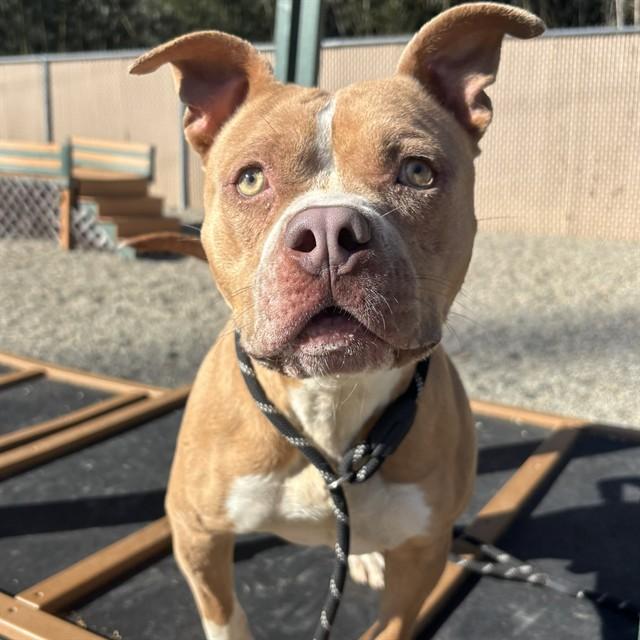 Enlarge YUKON, a Adoptable mixed breed in Lincolnton, NC image 1/1