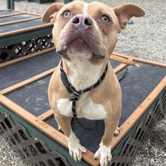 YUKON, Adoptable, Young Male American Staffordshire Terrier & Mixed Breed.