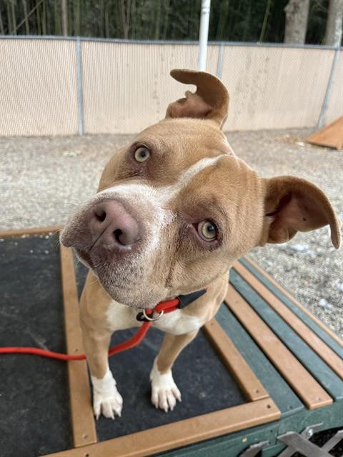 YUKON, Adoptable, Young Male American Staffordshire Terrier & Mixed Breed.