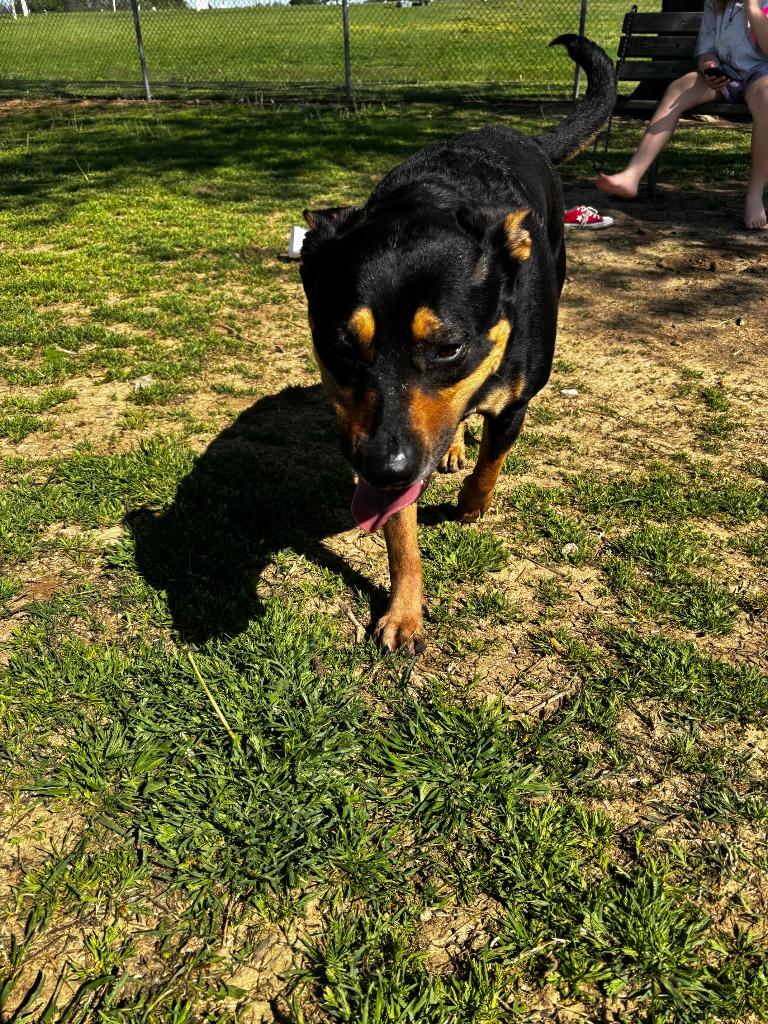 Mia, Adoptable, Adult Female Rottweiler & German Shepherd Dog.