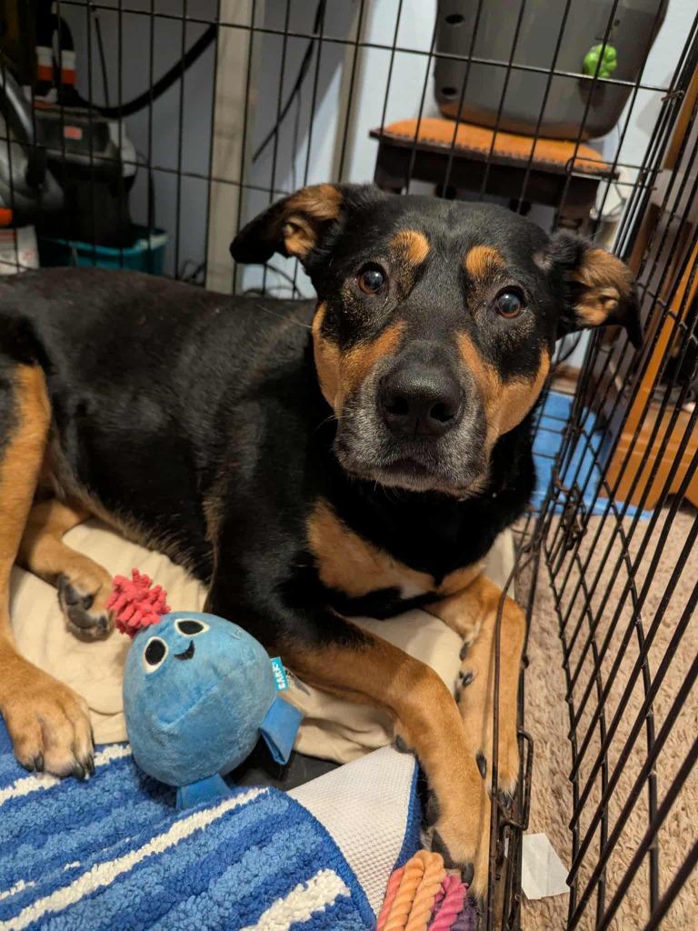 Enlarge Mia, a Adoptable mixed breed in Mustang, OK image 3/4