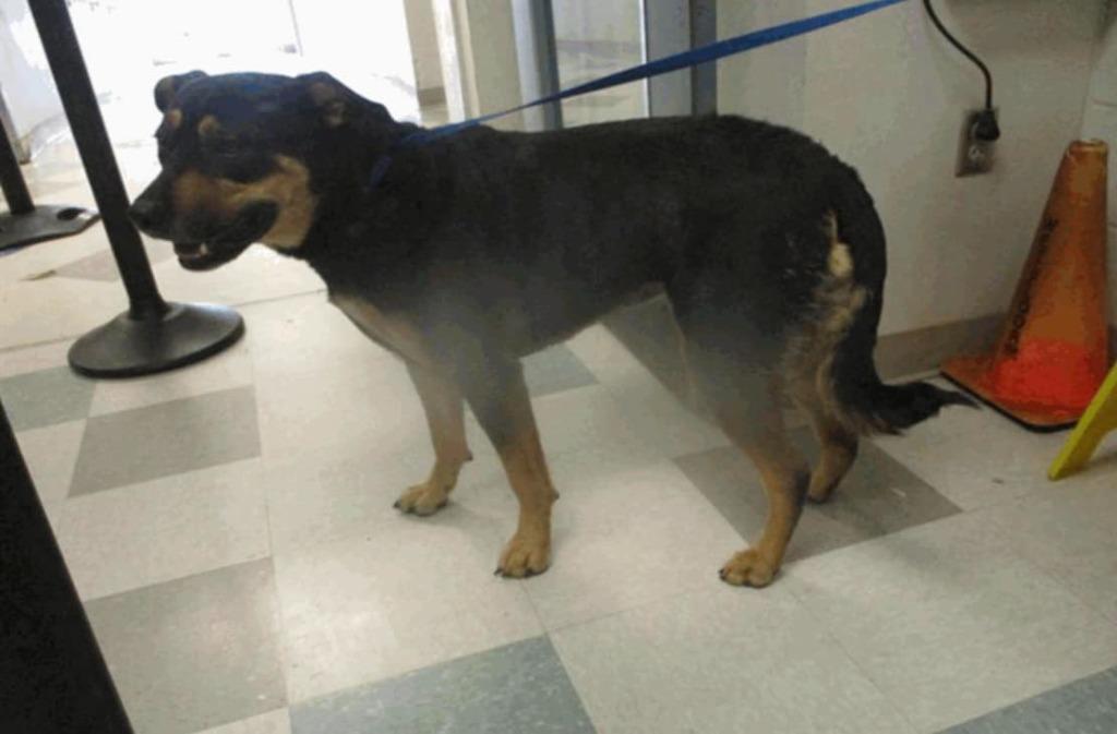 Mia, a Adoptable mixed breed in Mustang, OK image 2/4