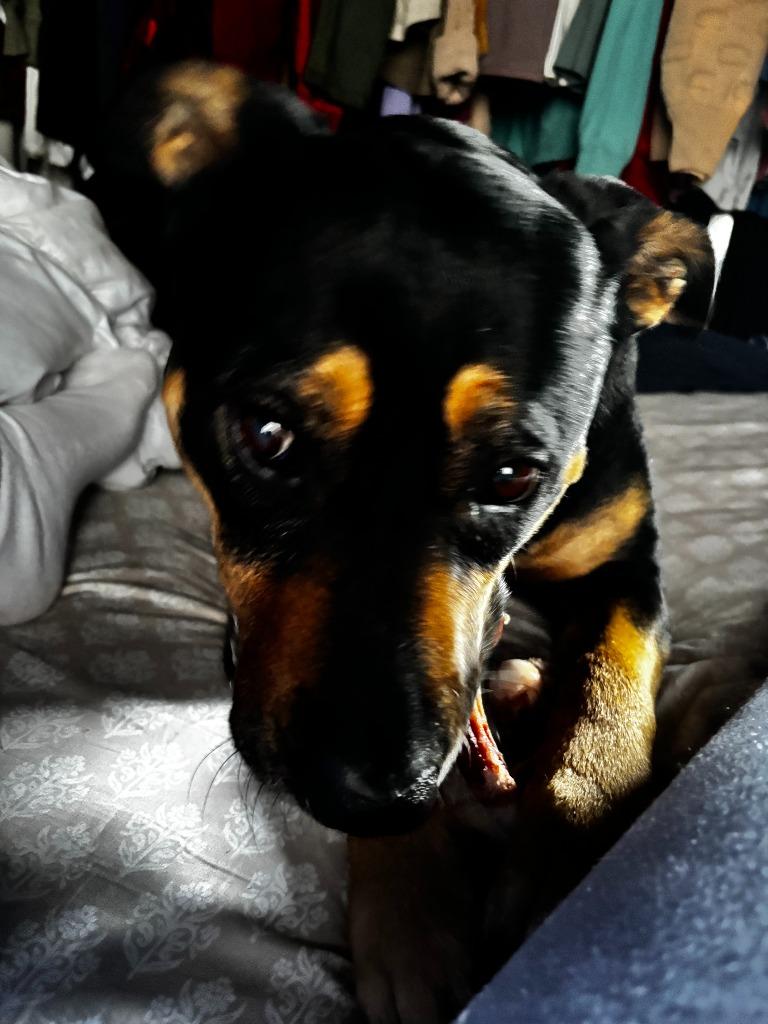 Mia, a Adoptable mixed breed in Mustang, OK image 3/4